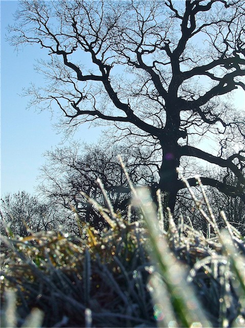 2007_0203finepix0002.JPG